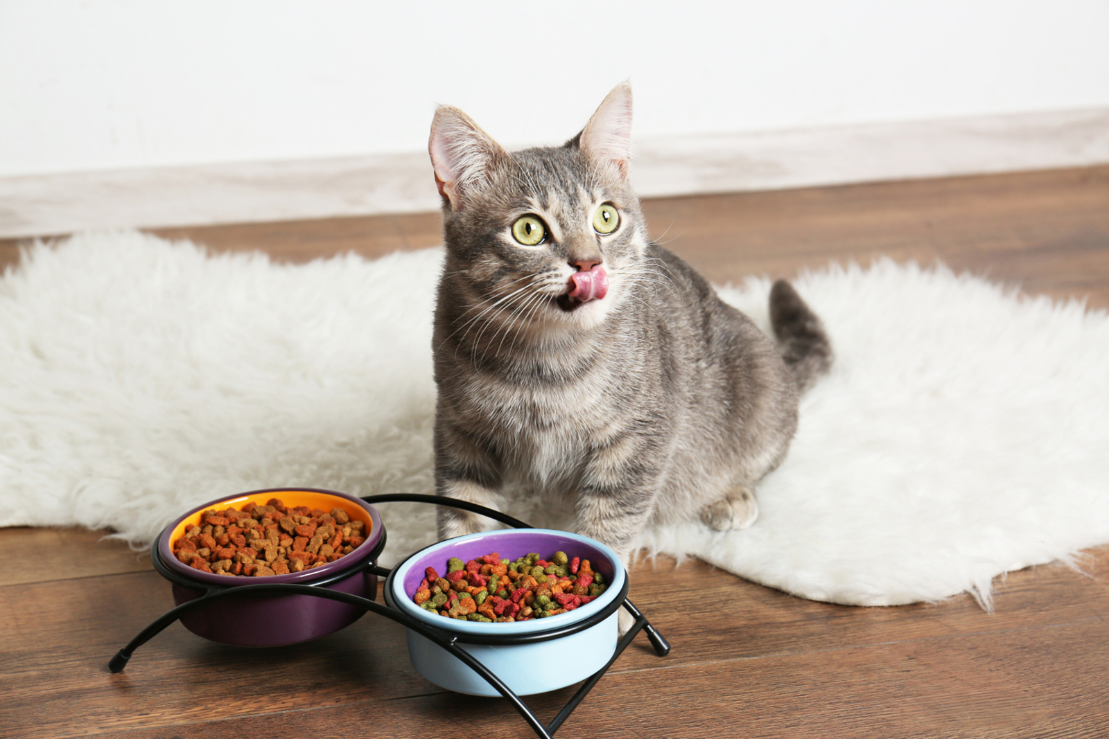 6 Signs Your Cat Isn’t Feeling Well