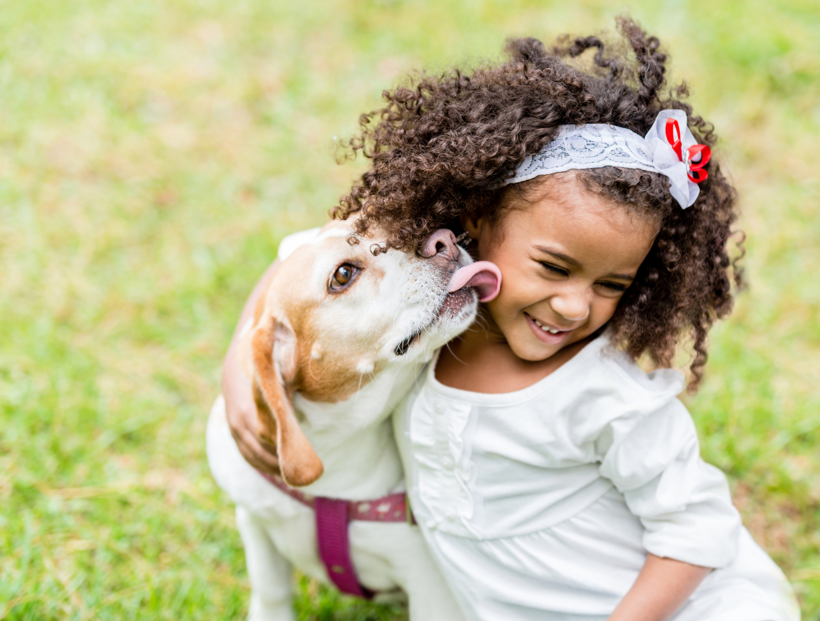 How Dogs Communicate With Humans