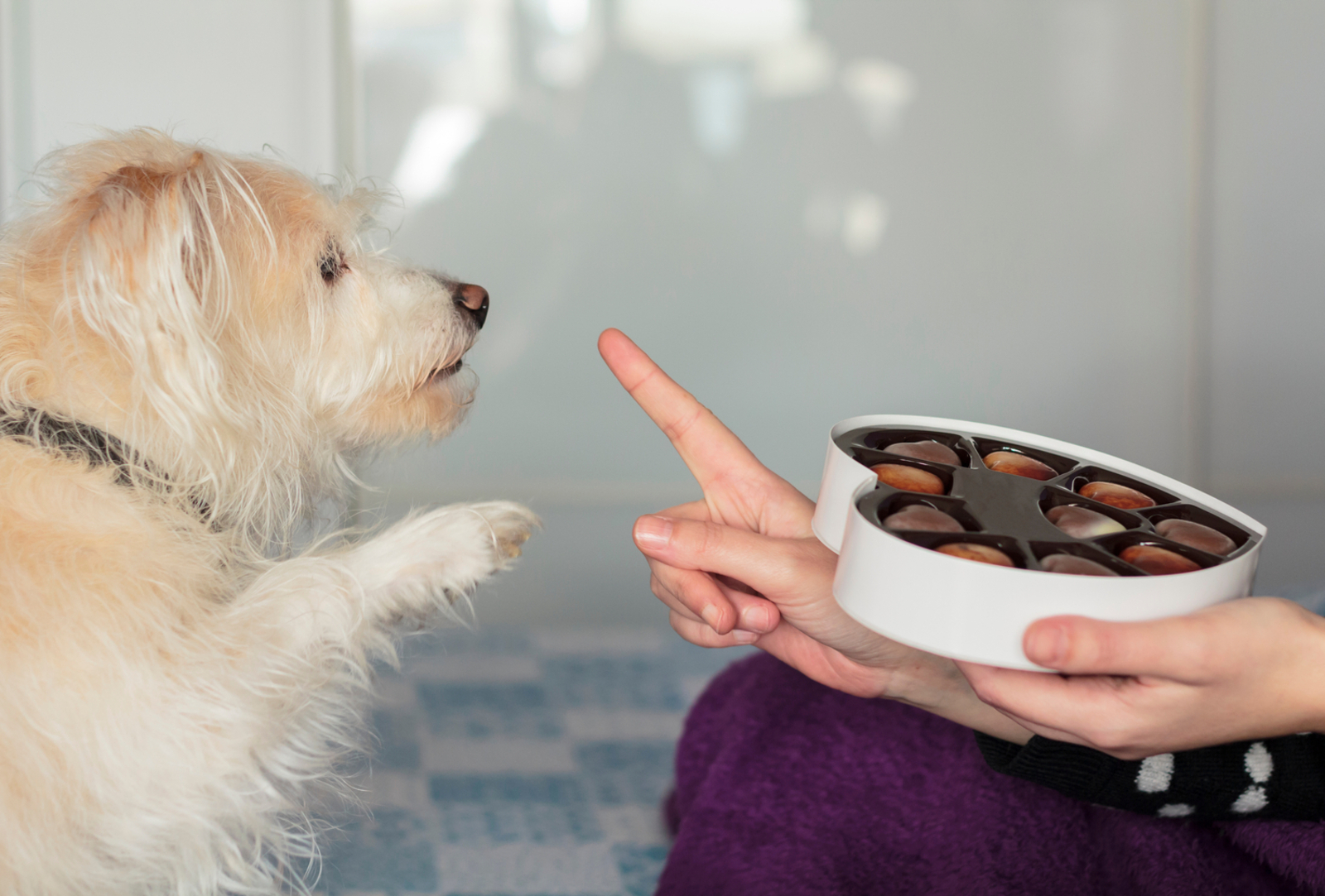 Human Foods That Are Toxic For Pets