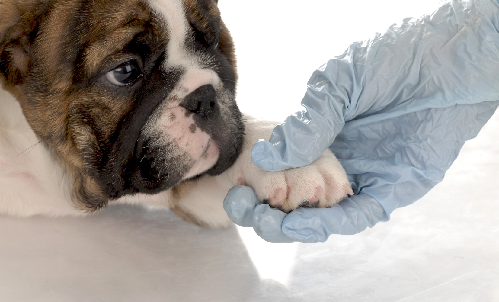 Warning Signs Your Pet is Sick and Ways To Save on Vet Bills