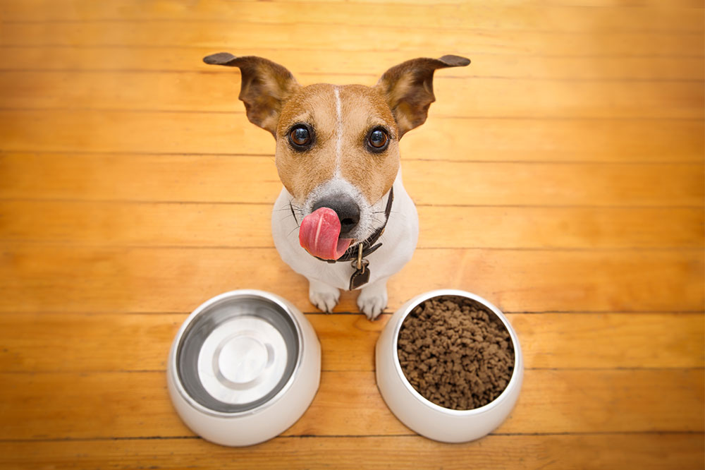 3 Tasty DIY Foods for Dogs