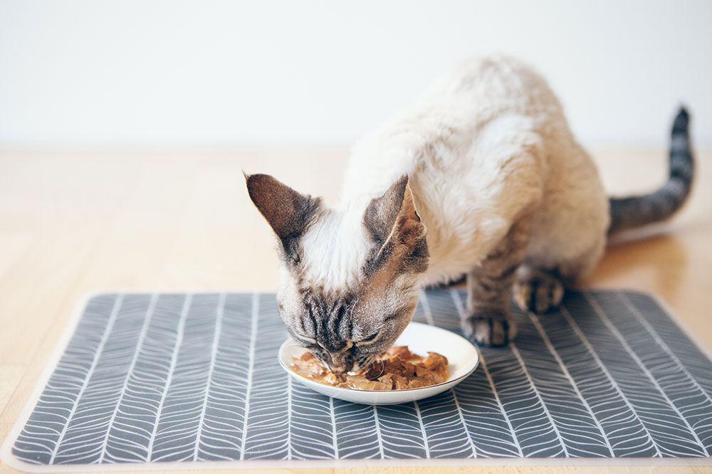 3 Tasty Homemade Fish Treats for Cats