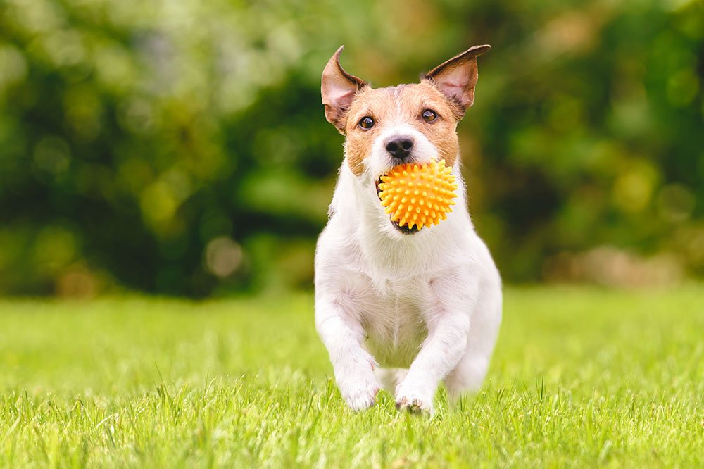 Best Interactive Toys for Pets