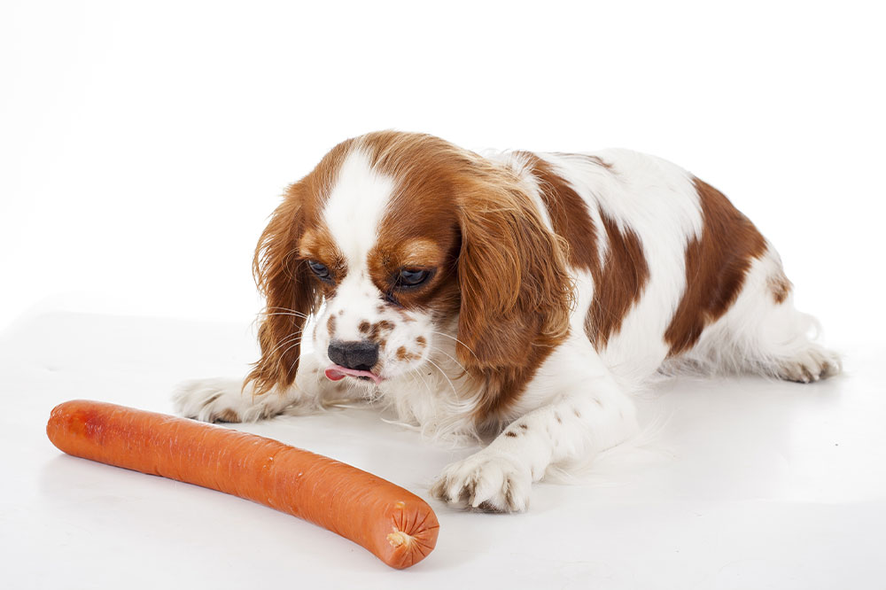 3 Effective Ways to Treat Food Allergies in Dogs