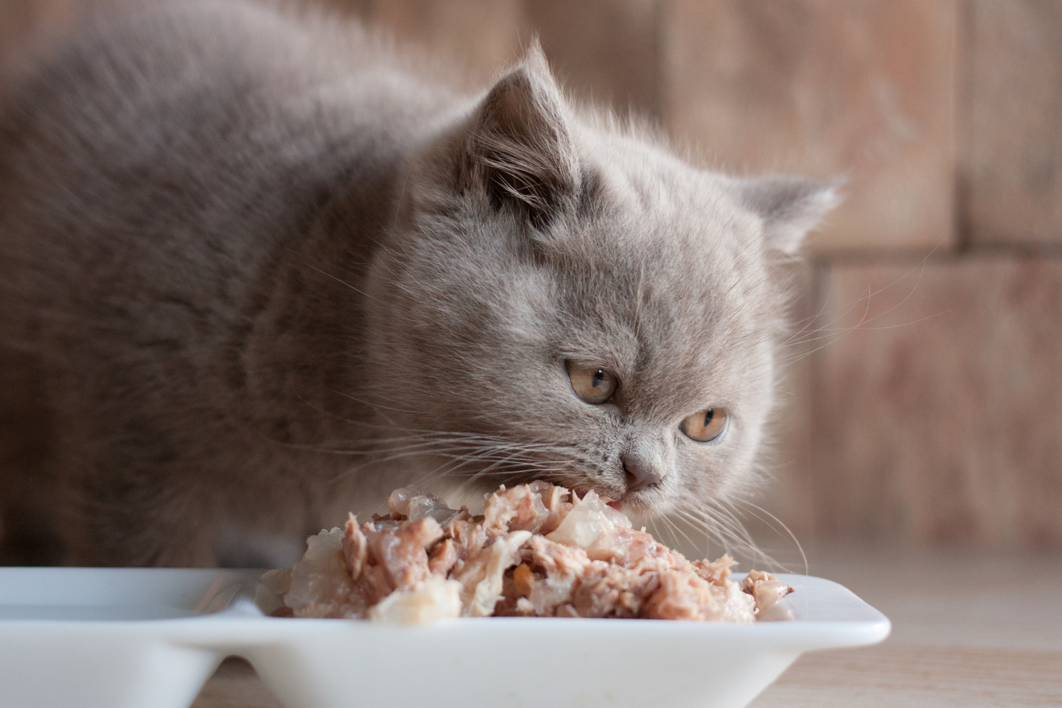 5 Potentially Toxic Human Foods for Cats